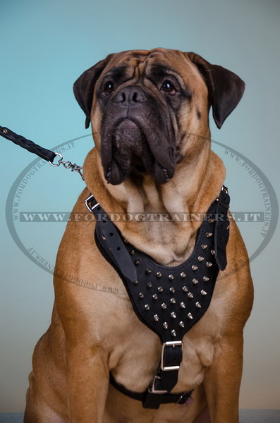 Pettorina di cuoio per Bullmastiff