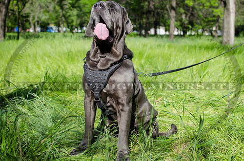 Pettorina di alta qualità per Mastino Napoletano