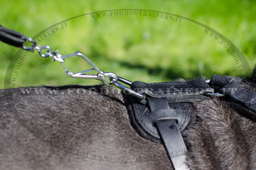 Pettorina di alta qualità per Mastino Napolitano