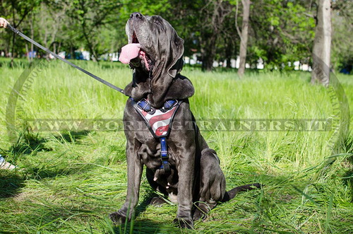 Pettorina di cuoio di alta qualità per Mastino Napoletano