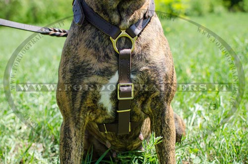 Pettorina resistente e durevole per Boxer