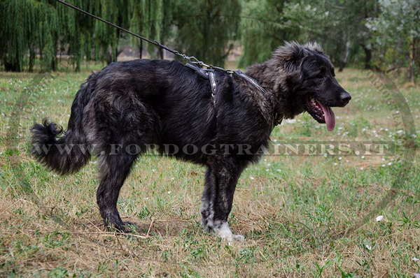 Pettorina resistente e durevole per Cane da pastore del Caucaso