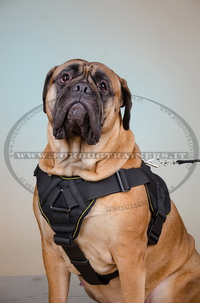 Pettorina con maniglia per Bullmastiff