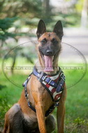 Pettorina per Malinois dipinta a mano "Bandiera americana"