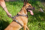 Pettorina dipinta a mano "Fuoco" per Malinois