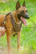 Pettorina in cuoio con borchie per Malinois