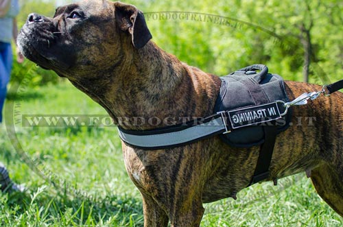 Pettorina resistente e durevole per Boxer