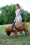 Pettorina in nylon da traino per Dogue de Bordeaux Pettorina in nylon da traino per Dogue de Bordeaux
