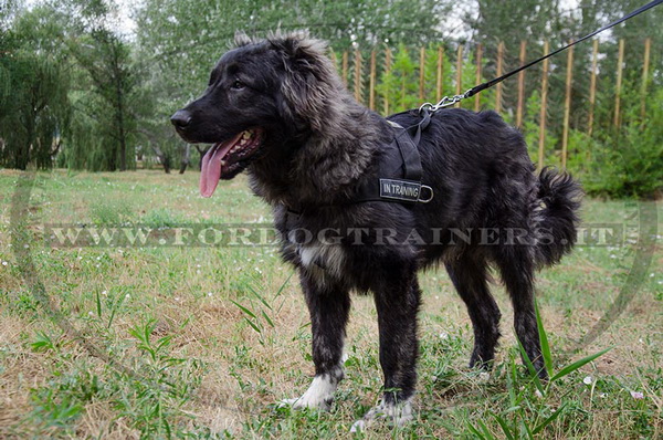 Pettorina da traino di alta qualità per Cane da pastore del Caucaso