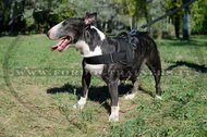 Pettorina universale in nylon per Bull Terrier