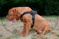 Pettorina universale in nylon per Dogue de Bordeaux Pettorina universale in nylon per Dogue de Bordeaux