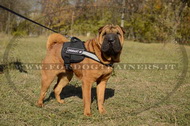 Pettorina in nylon con striscia rifrangente per Shar Pei Pettorina in nylon con striscia rifrangente per Shar Pei