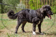 Pettorina multi-funzionale di nylon per Cane da pastore del Cauc Pettorina multi-funzionale di nylon per Cane da pastore del Cauc
