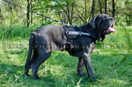 Pettorina in nylon per Mastino Napoletano Pettorina in nylon per Mastino Napoletano