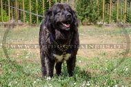 Pettorina con borchie di ottone per Pastore del Caucaso Pettorina con borchie di ottone per Pastore del Caucaso