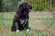 Pettorina universale per Cane da pastore del Caucaso Pettorina universale per Cane da pastore del Caucaso