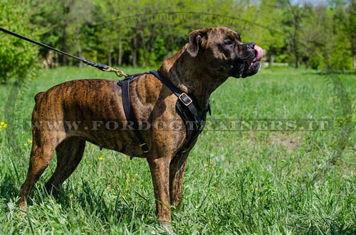 Pettorina per cani forti come Boxer