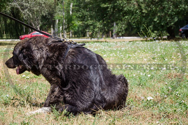 Pettorina universale per Cane da pastore del Caucaso