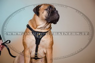 Pettorina universale di pelle per Bullmastiff Pettorina universale di pelle per Bullmastiff