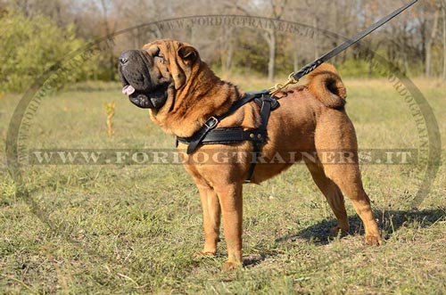 Pettorina di alta qualità per Shar Pei