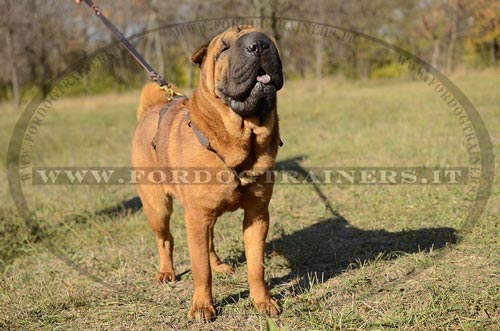 Pettorina resistente e durevole per Shar Pei