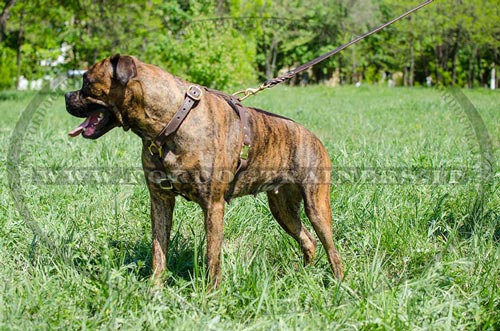 Boxer con pettorina di cuoio