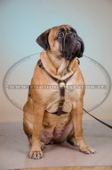 Pettorina di cuoio doppio per Bullmastiff Pettorina di cuoio doppio per Bullmastiff