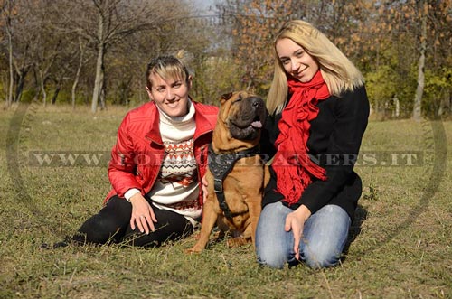 Pettorina di alta qualità per Shar Pei