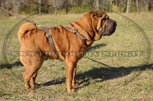 Shar Pei con pettorina di cuoio