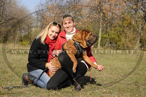 Shar Pei con pettorina di cuoio