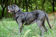 Pettorina di pelle naturale per Mastino Napoletano Pettorina di pelle naturale per Mastino Napoletano