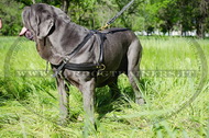 Pettorina da traino di cuoio per Mastino Napoletano Pettorina da traino di cuoio per Mastino Napoletano