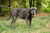 Pettorina rinforzata dal cuoio doppio per Mastino Napoletano