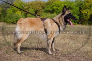 Pettorina rinforzata dal cuoio doppio per Tervueren