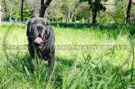 Pettorina classica di cuoio per Mastino Napoletano Pettorina classica di cuoio per Mastino Napoletano