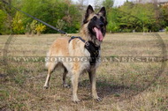 Pettorina di cuoio per Tervueren Pettorina di cuoio per Tervueren