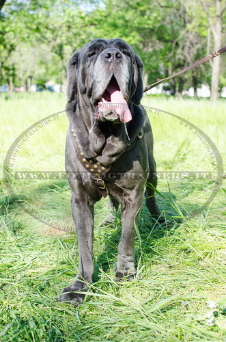 Pettorina di alta qualità per Mastino Napolitano