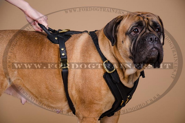 Pettorina in pelle naturale per passeggiate con cane forte come Bullmastiff