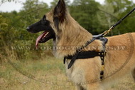 Pettorina da traino di cuoio per Tervueren Pettorina da traino di cuoio per Tervueren