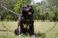 Pettorina di pelle naturale per Cane da pastore del Caucaso Pettorina di pelle naturale per Cane da pastore del Caucaso