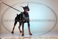 Pettorina esclusiva in pelle con borchie per Dobermann Pettorina esclusiva in pelle con borchie per Dobermann