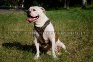 Pettorina in cuoio decorata con borchie per Bulldog americano Pettorina in cuoio decorata con borchie per Bulldog americano