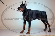 Pettorina in pelle con borchie a piramidi per Dobermann Pettorina in pelle con borchie a piramidi per Dobermann