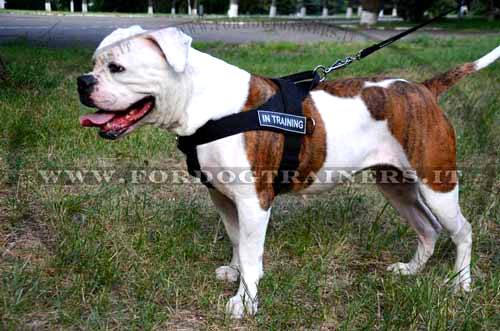 Pettorina in nylon da traino per Bulldog americano Pettorina in nylon da traino per Bulldog americano