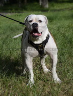 Pettorina universale per passeggiate con Bulldog americano Pettorina universale per passeggiate con Bulldog americano
