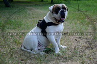 Pettorina universale in nylon per Bulldog americano Pettorina universale in nylon per Bulldog americano
