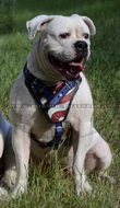 Pettorina "Bandiera americana" per Bulldog americano Pettorina "Bandiera americana" per Bulldog americano