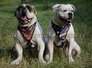 Pettorina dipinta a mano "Fuoco" per Bulldog americano Pettorina dipinta a mano "Fuoco" per Bulldog americano
