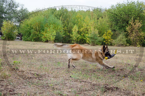 Salamotto da mordere in tela francese per Tervueren