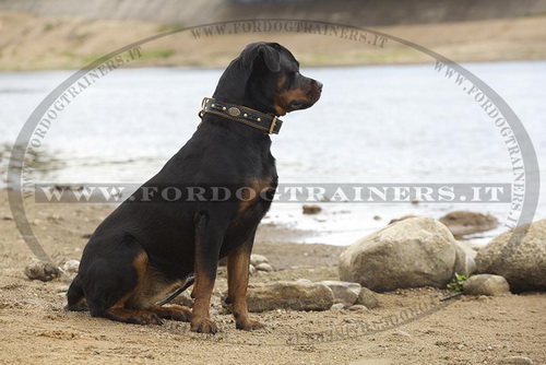 Rottweiler con collare decorativo